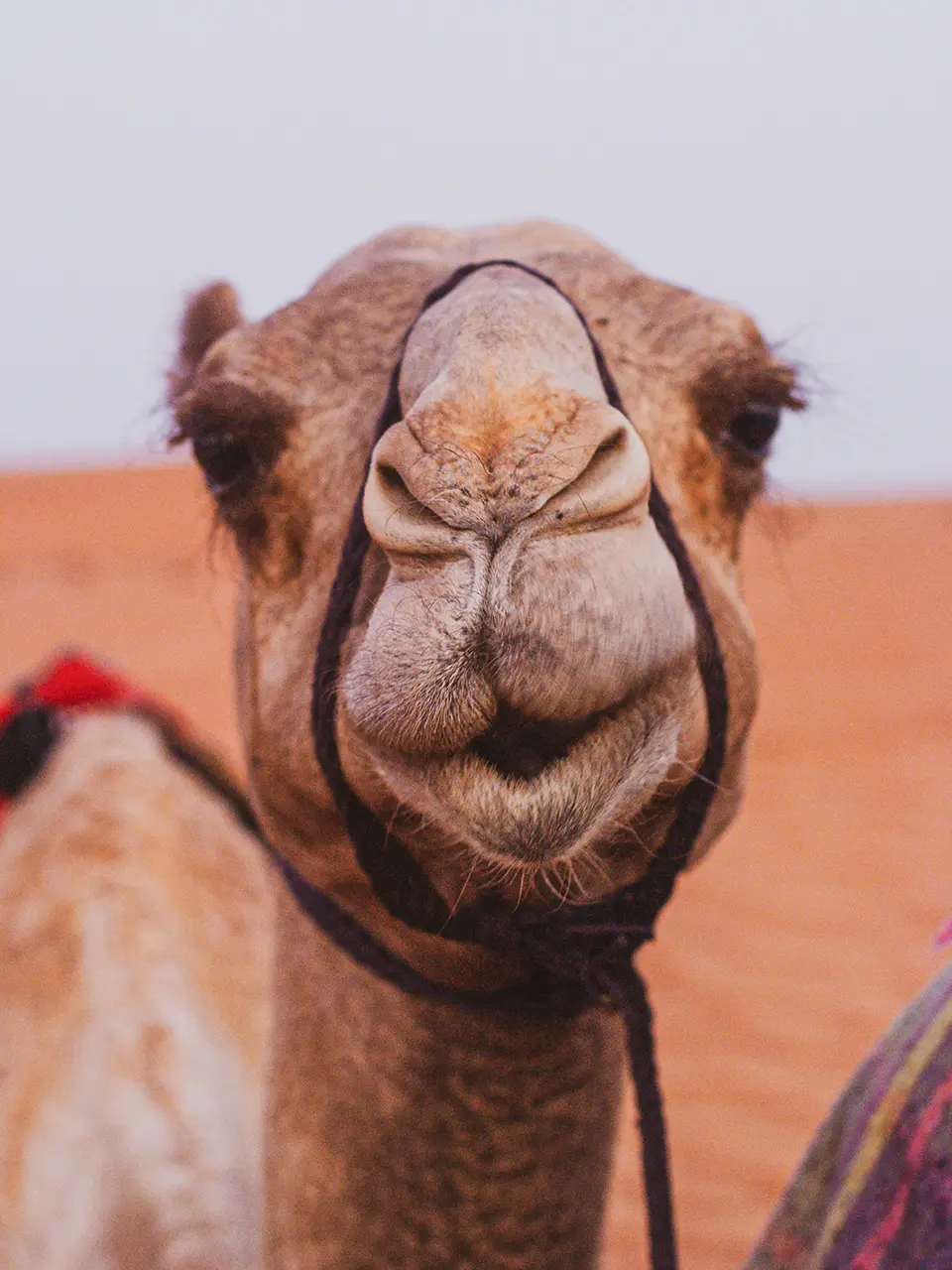 Camel Ride Marrakech Morocco